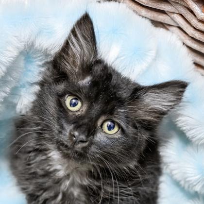 Crow, Adoptable, Kitten Female Domestic Medium Hair & Domestic Short Hair.