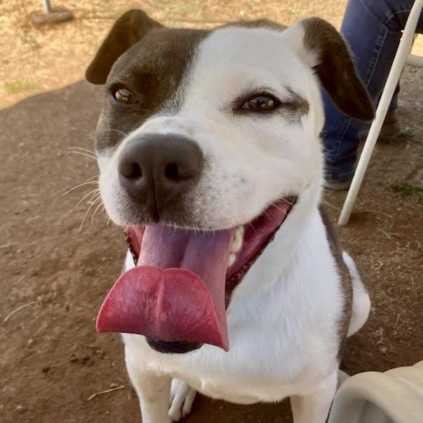 Noodle- So Handsome, an adoptable American Staffordshire Terrier in Grass Valley, CA, 95945 | Photo Image 4