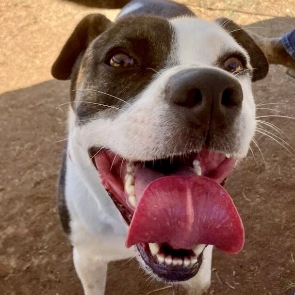 Noodle- So Handsome, an adoptable American Staffordshire Terrier in Grass Valley, CA, 95945 | Photo Image 5