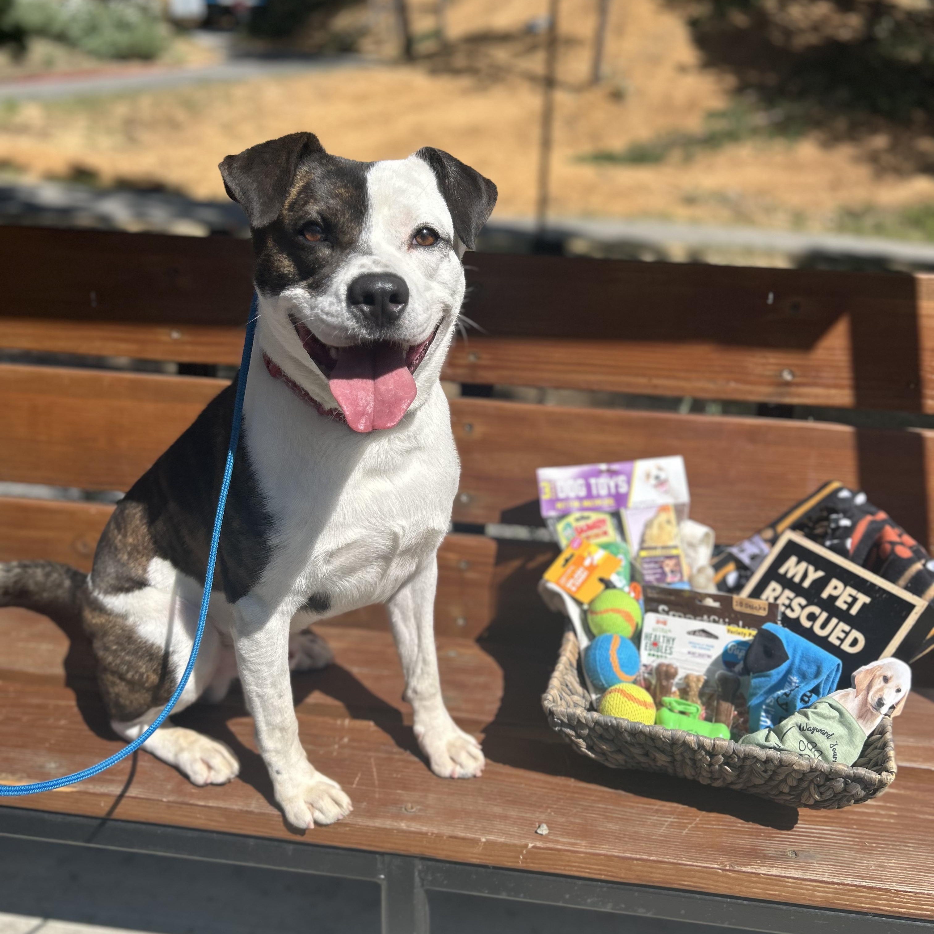 Noodle- So Handsome, an adoptable American Staffordshire Terrier in Grass Valley, CA, 95945 | Photo Image 3