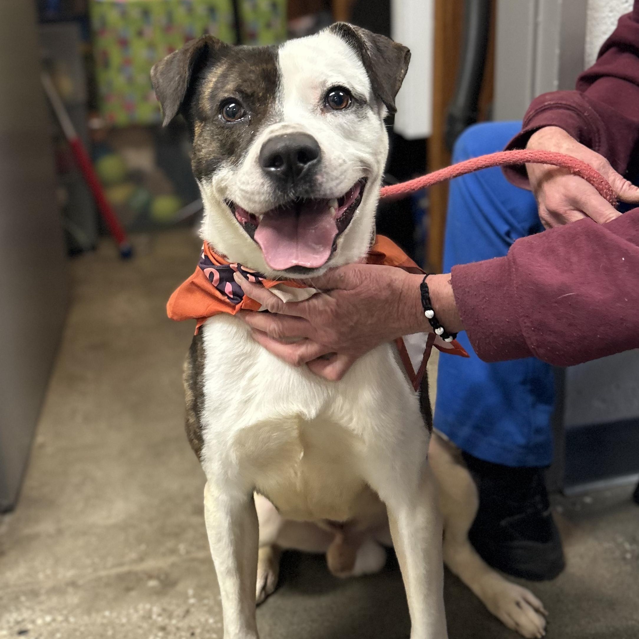 Noodle- So Handsome, an adoptable American Staffordshire Terrier in Grass Valley, CA, 95945 | Photo Image 2