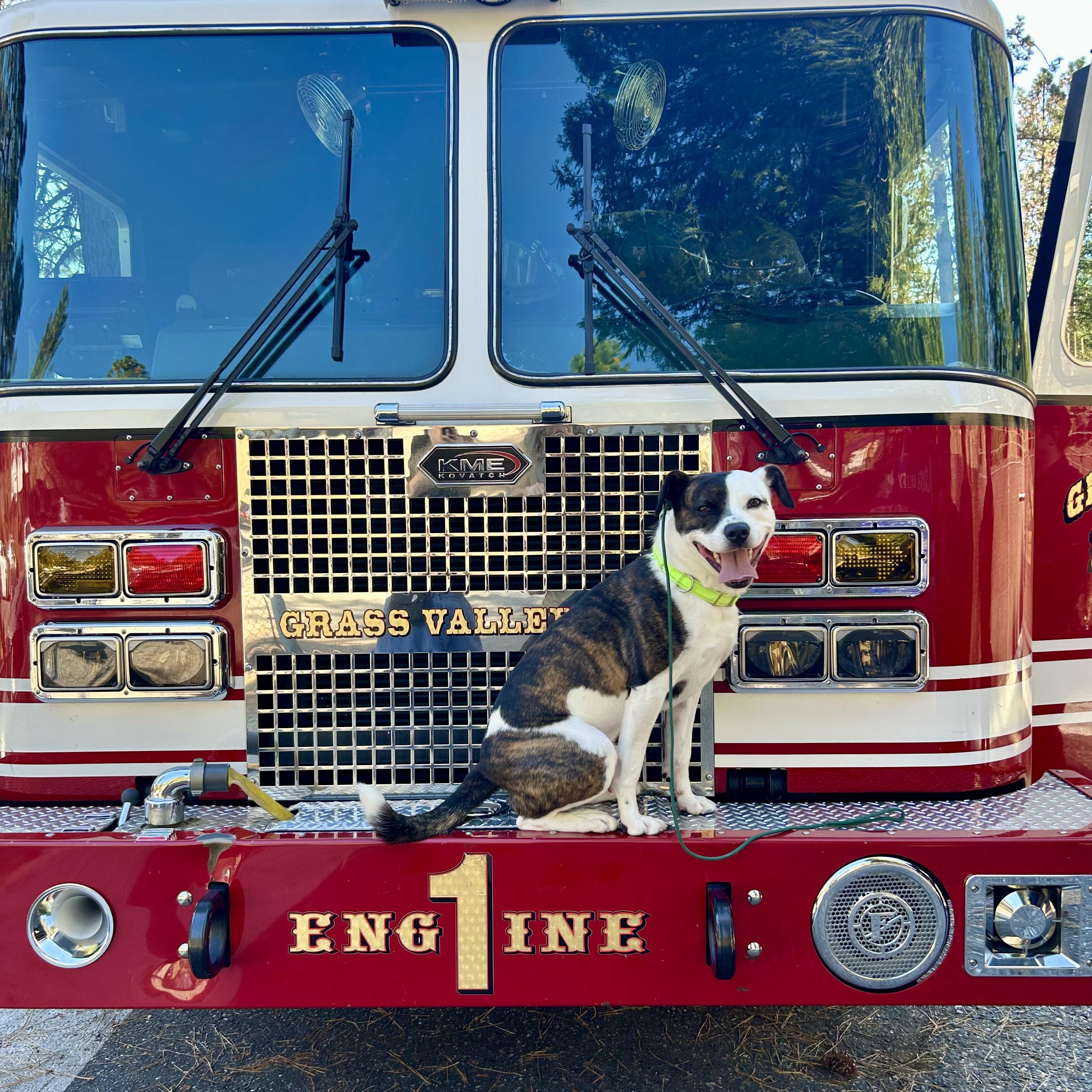 Noodle- So Handsome, a Adoptable mixed breed in Grass Valley, CA image 1/6
