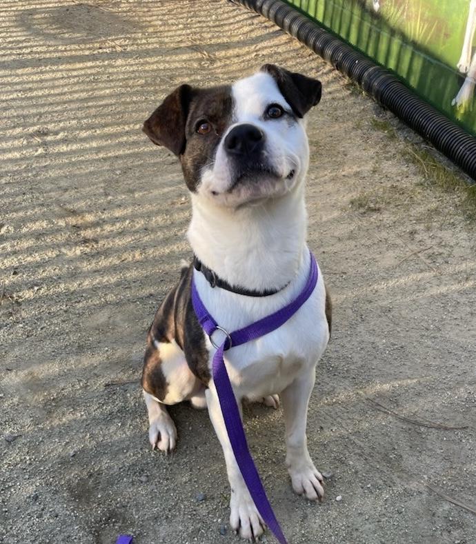Noodle- So Handsome, an adoptable American Staffordshire Terrier in Grass Valley, CA, 95945 | Photo Image 1