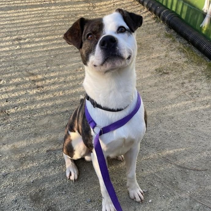 Noodle- So Handsome, a Adoptable mixed breed in Grass Valley, CA image 4/6