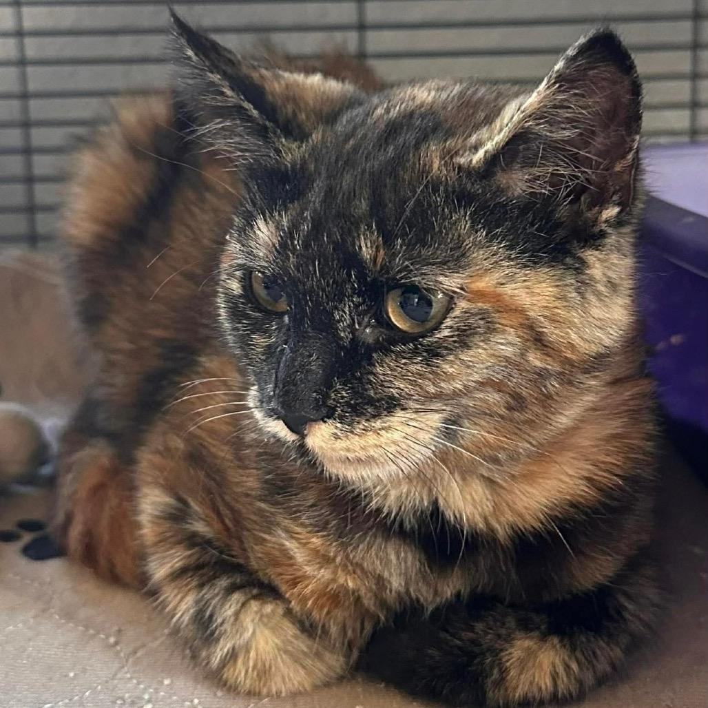 Pawbrey, Adoptable, Kitten Female Domestic Medium Hair.