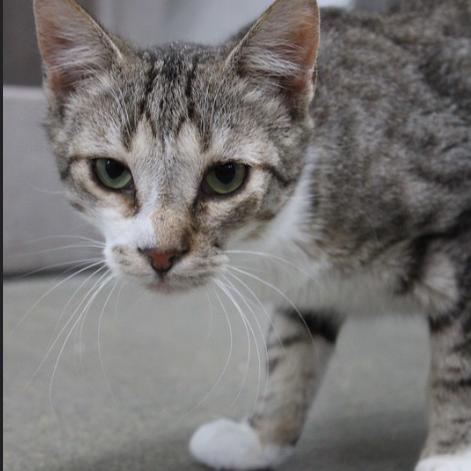 Siggy, Adoptable, Adult Male Domestic Short Hair.