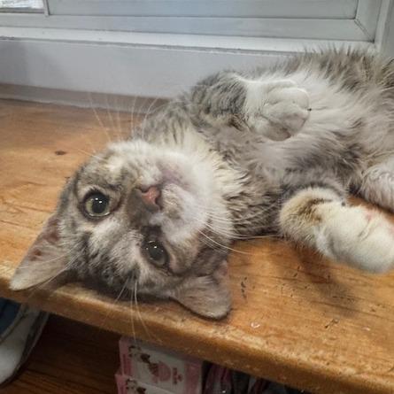 Enlarge Siggy, a Adoptable Domestic Short Hair in Defiance, OH image 2/5