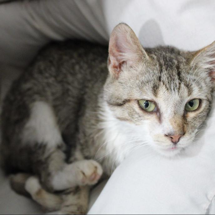 Enlarge Siggy, a Adoptable Domestic Short Hair in Defiance, OH image 3/5