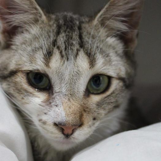 Enlarge Siggy, a Adoptable Domestic Short Hair in Defiance, OH image 4/5