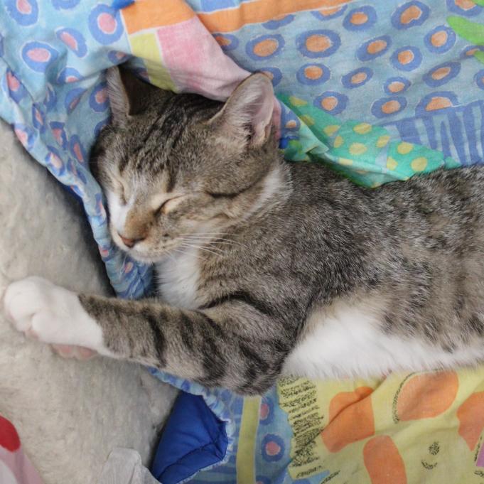 Enlarge Siggy, a Adoptable Domestic Short Hair in Defiance, OH image 5/5