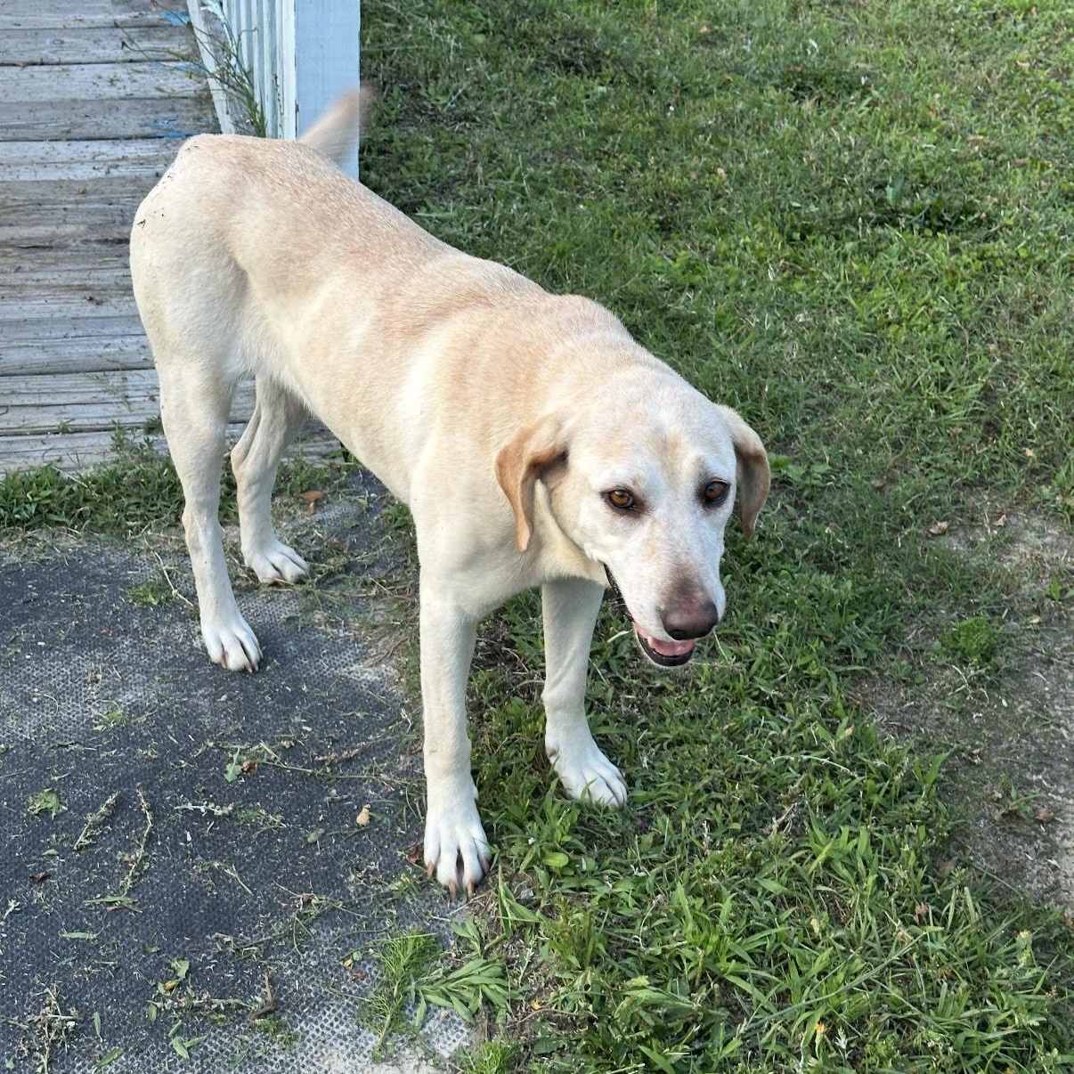 Prissy-URGENT!, Adopted, Adult Female Yellow Labrador Retriever.