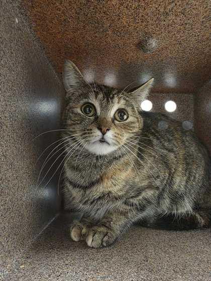 Enlarge Rovi, a Adoptable mixed breed in Sevierville, TN image 1/1