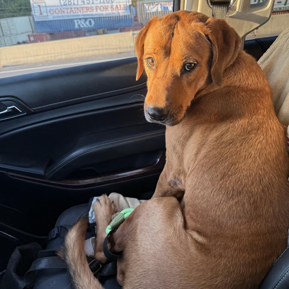 rudy, Adoptable, Adult Male Labrador Retriever.