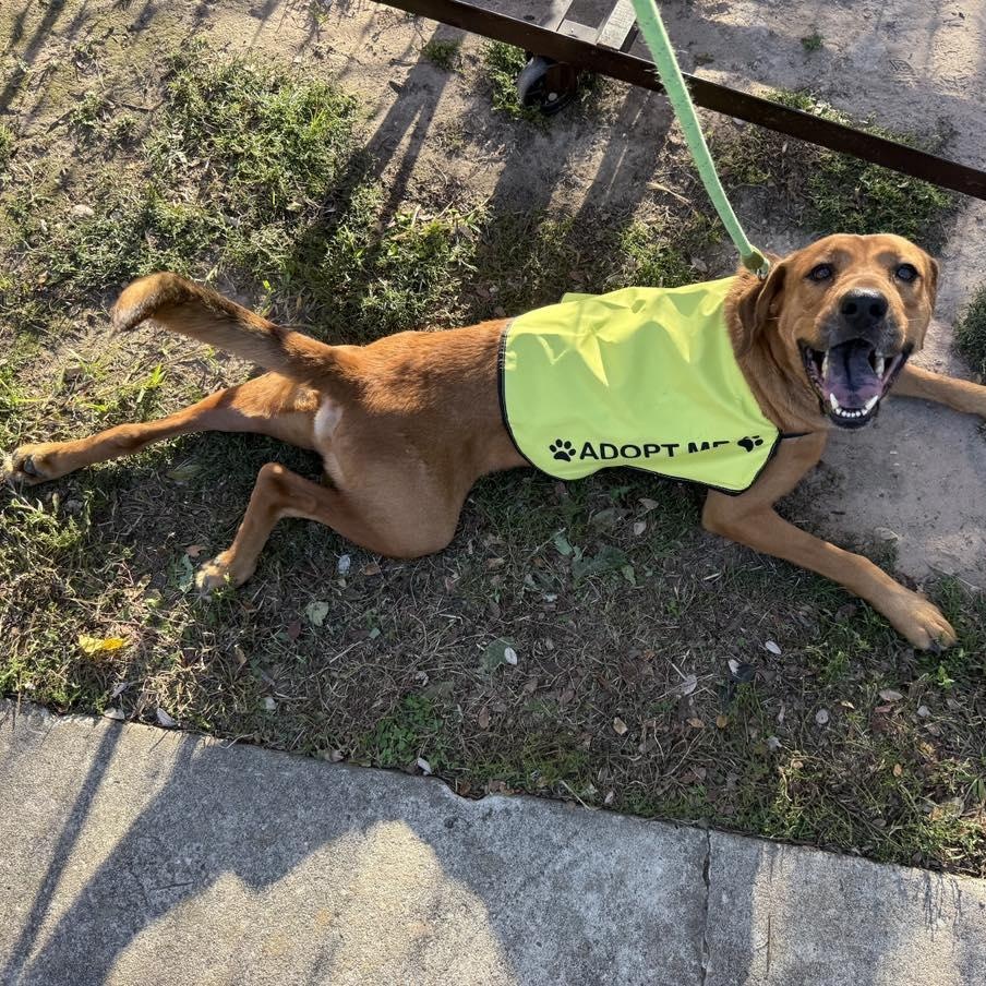 Enlarge rudy, a Adoptable mixed breed in Albany , NY image 2/3