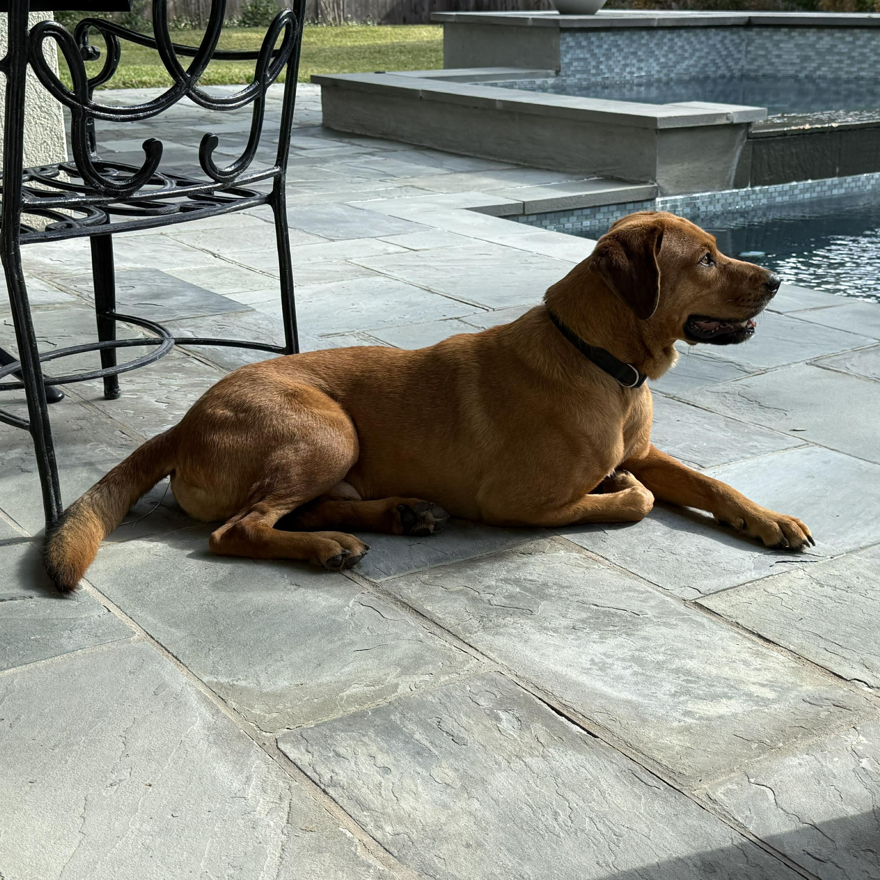 Enlarge rudy, a Adoptable mixed breed in Albany , NY image 3/3