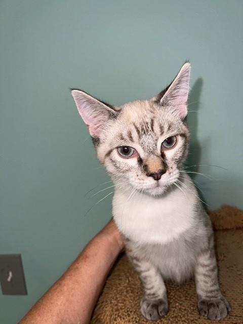 Enlarge Ames (Bonded to Gains, I will purr all day for you - Russian Blue), a Adoptable mixed breed in Tarrytown, NY image 1/6