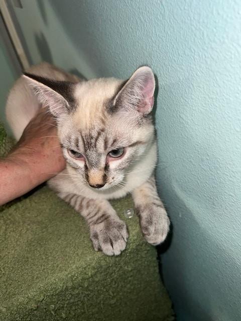 Enlarge Ames (Bonded to Gains, I will purr all day for you - Russian Blue), a Adoptable mixed breed in Tarrytown, NY image 5/6