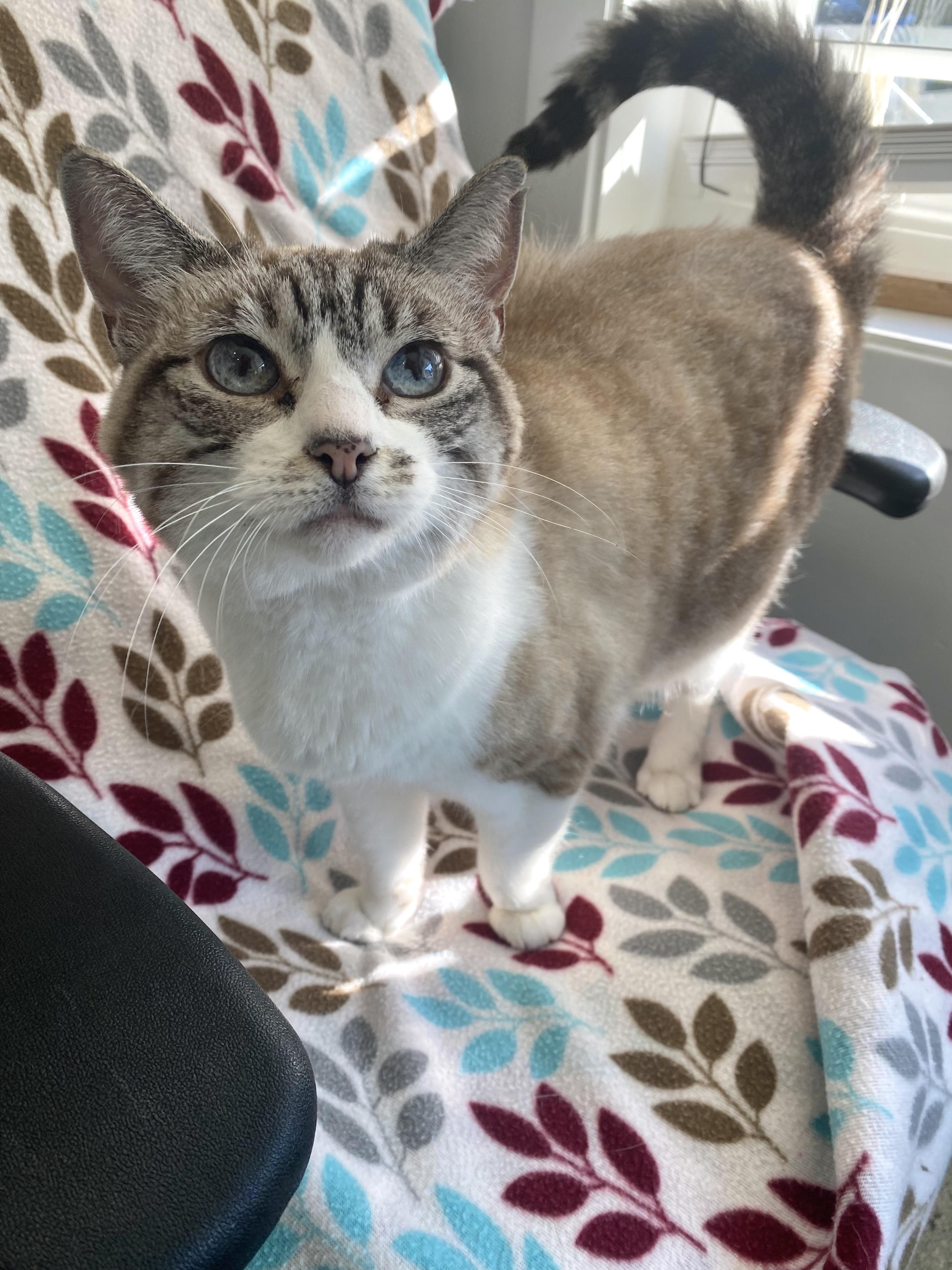Lucy the FelV+ Cutie!