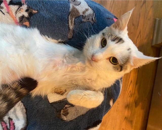 ANDROMEDA, Adoptable, Adult Female Domestic Short Hair.