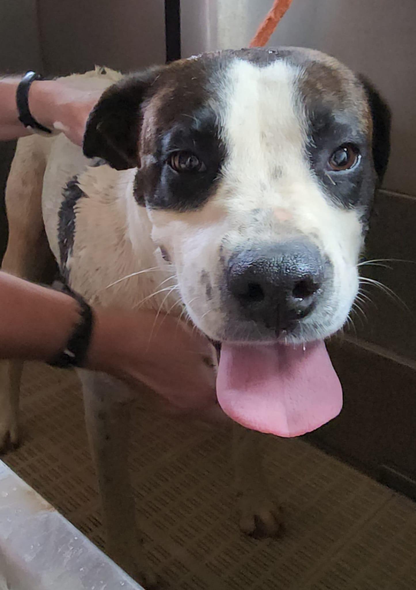 Enlarge Lulu, a Adoptable mixed breed in Seguin, TX image 5/5