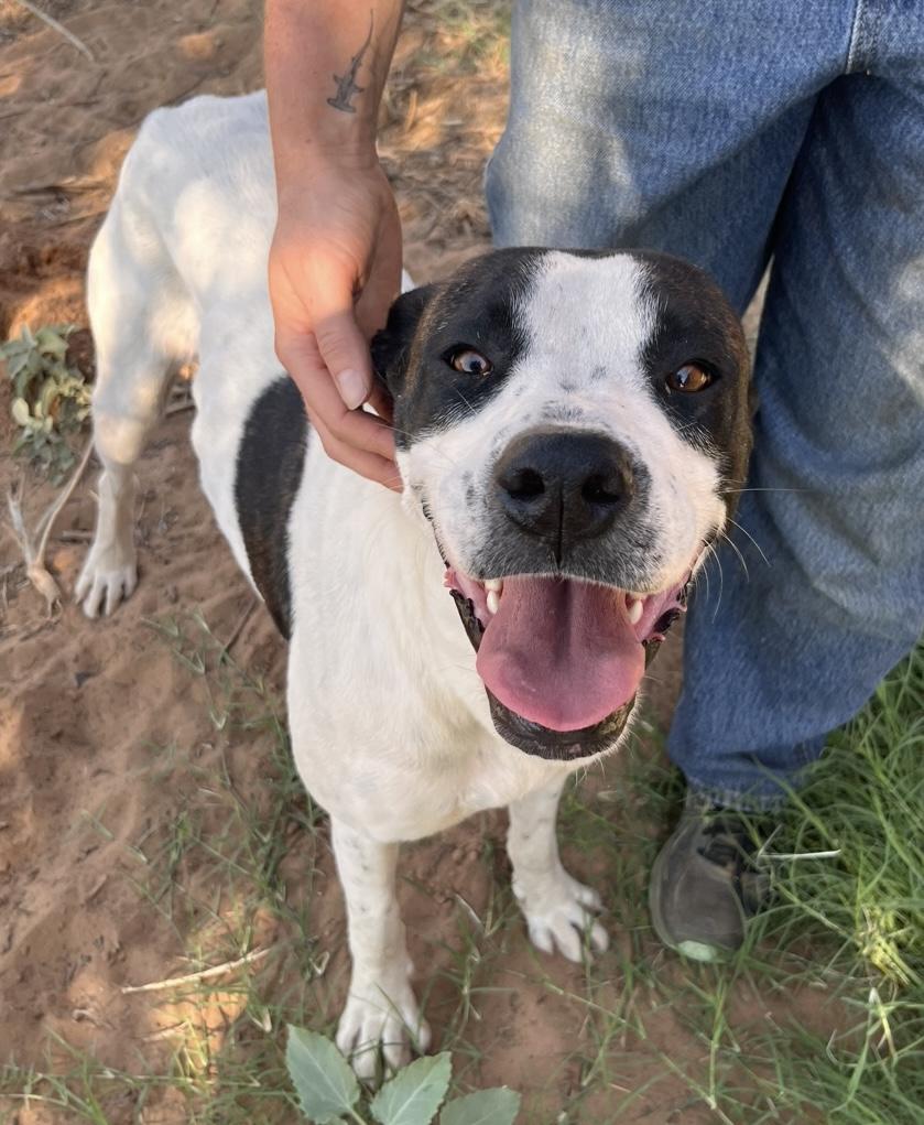 Enlarge Lulu, a Adoptable mixed breed in Seguin, TX image 1/5