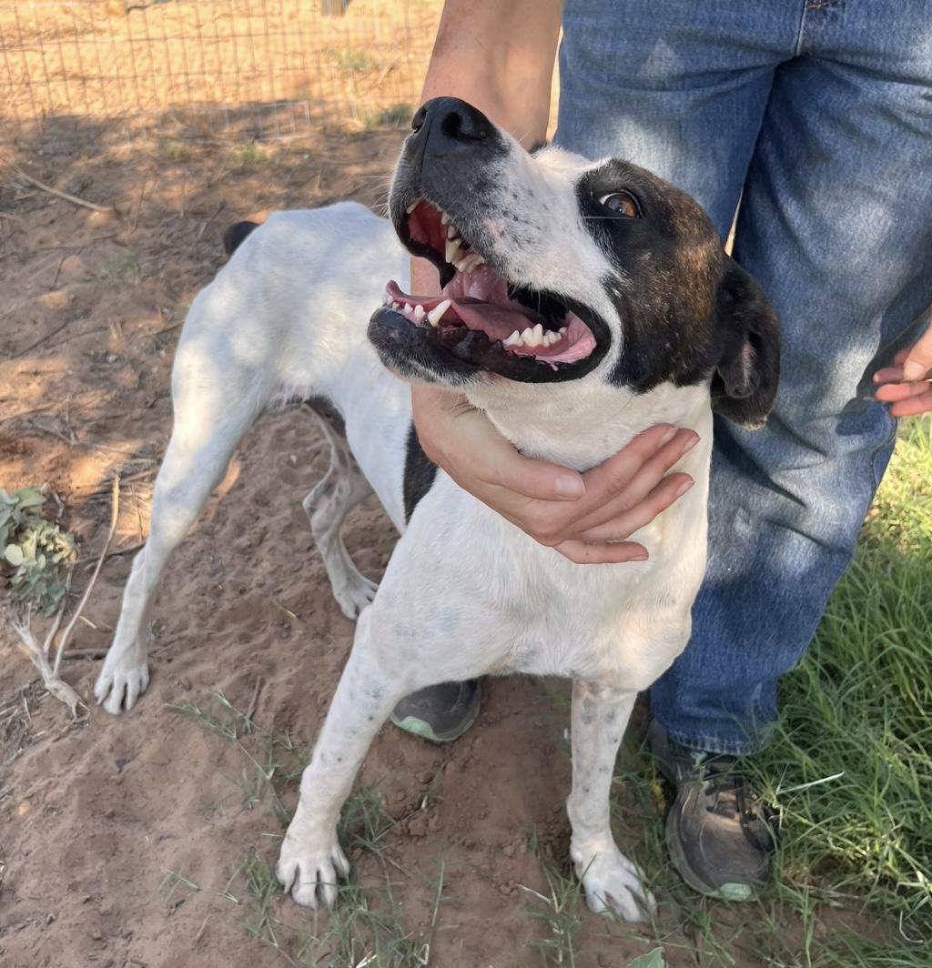 Enlarge Lulu, a Adoptable mixed breed in Seguin, TX image 2/5