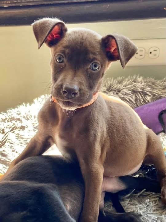Enlarge Wildmint the Lab Mix Puppy, a Adoptable mixed breed in Muskego, WI image 2/5