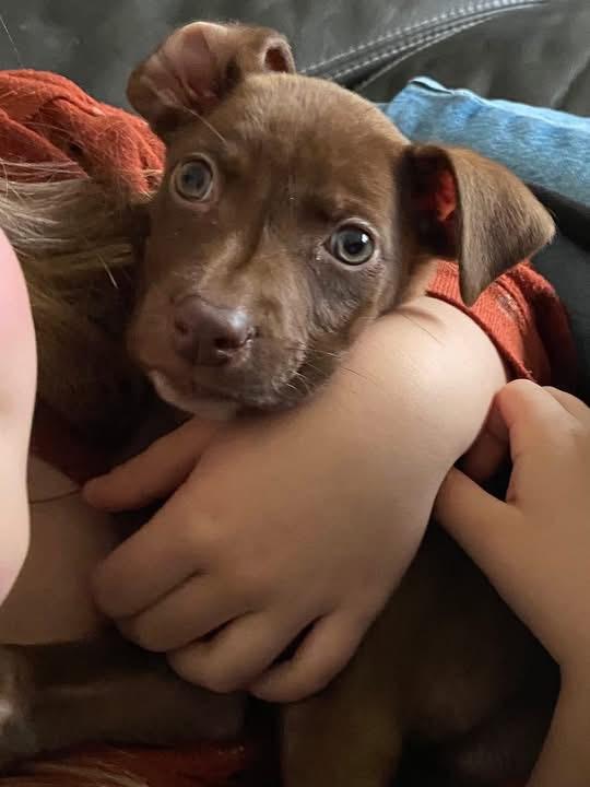 Enlarge Wildmint the Lab Mix Puppy, a Adoptable mixed breed in Muskego, WI image 4/5