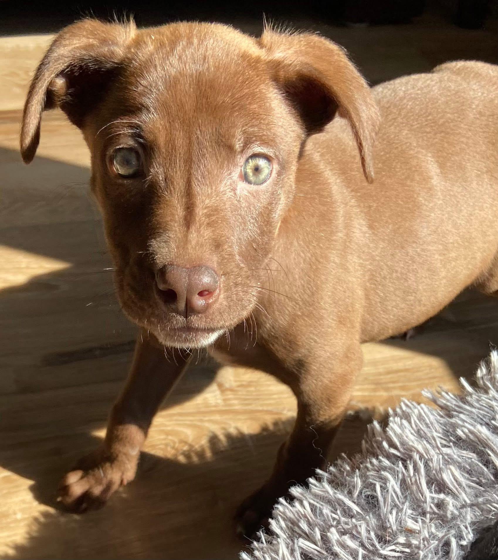 Enlarge Wildmint the Lab Mix Puppy, a Adoptable mixed breed in Muskego, WI image 5/5