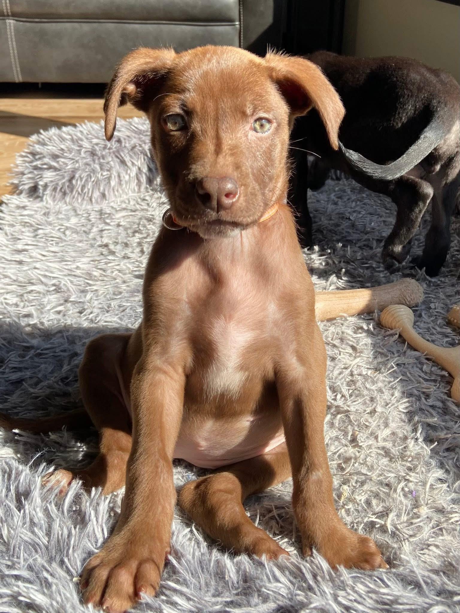 Wildmint the Lab Mix Puppy, Adoptable, Puppy Female Labrador Retriever & Catahoula Leopard Dog.