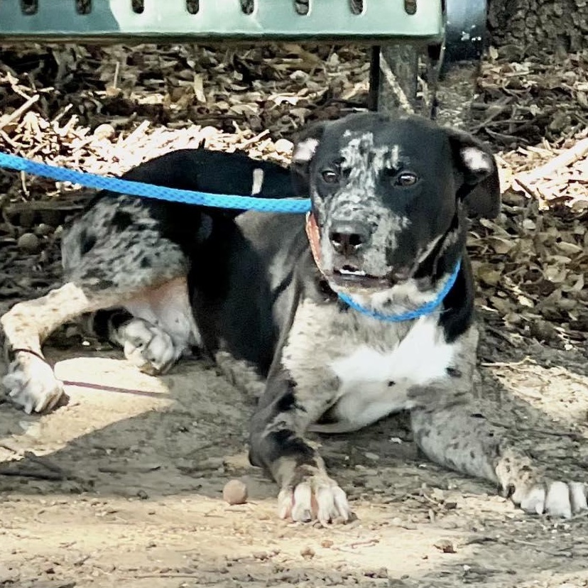 IRA, a Adoptable mixed breed in Weatherford, TX image 2/5