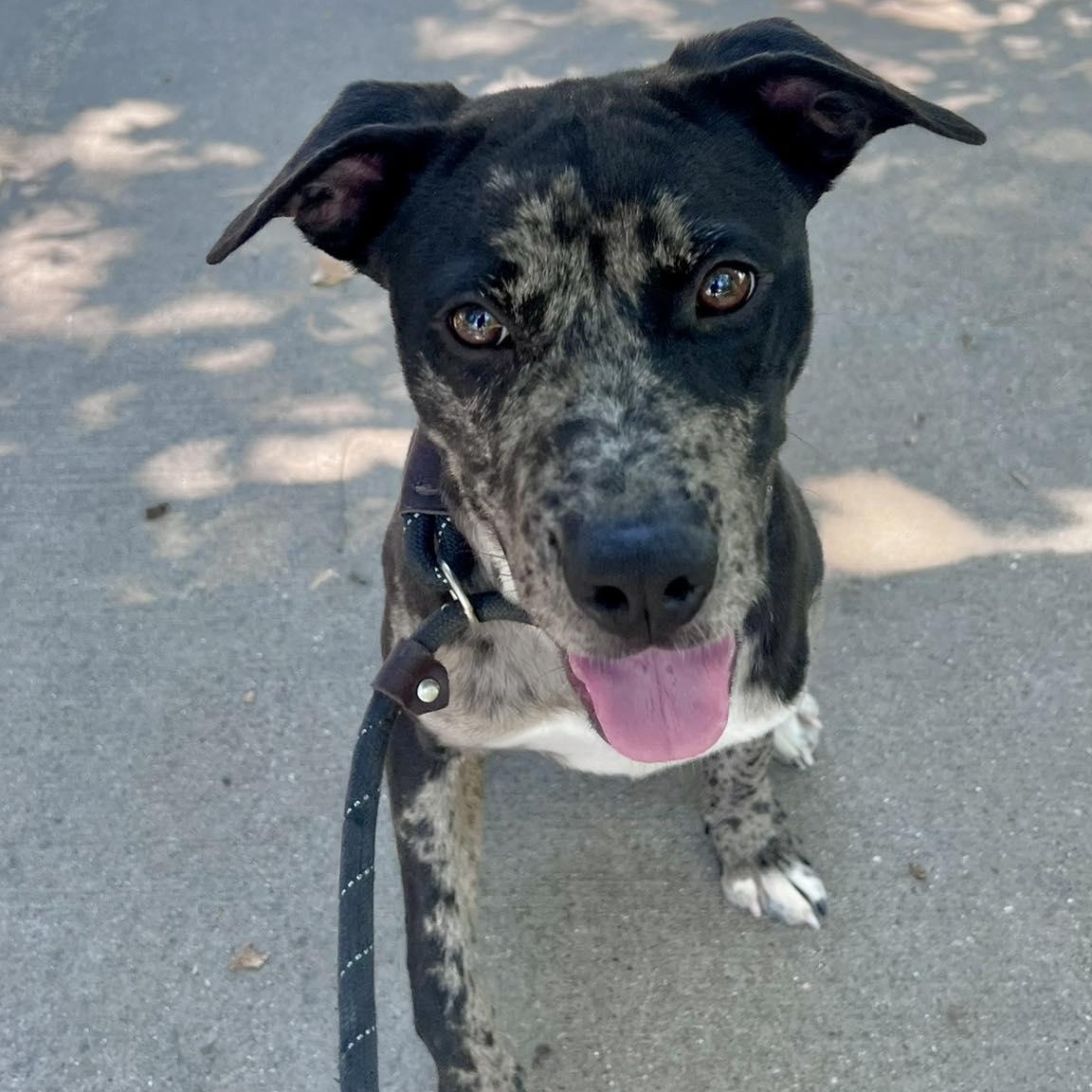 IRA, a Adoptable mixed breed in Weatherford, TX image 3/5