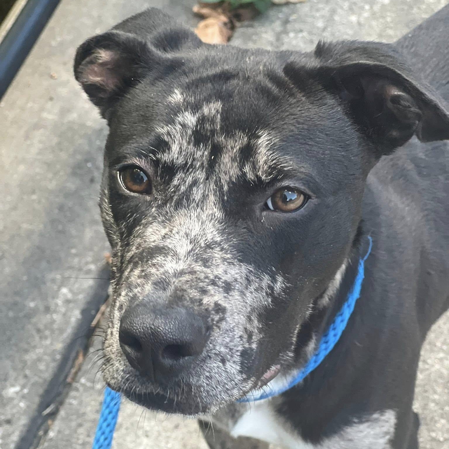 IRA, a Adoptable mixed breed in Weatherford, TX image 4/5