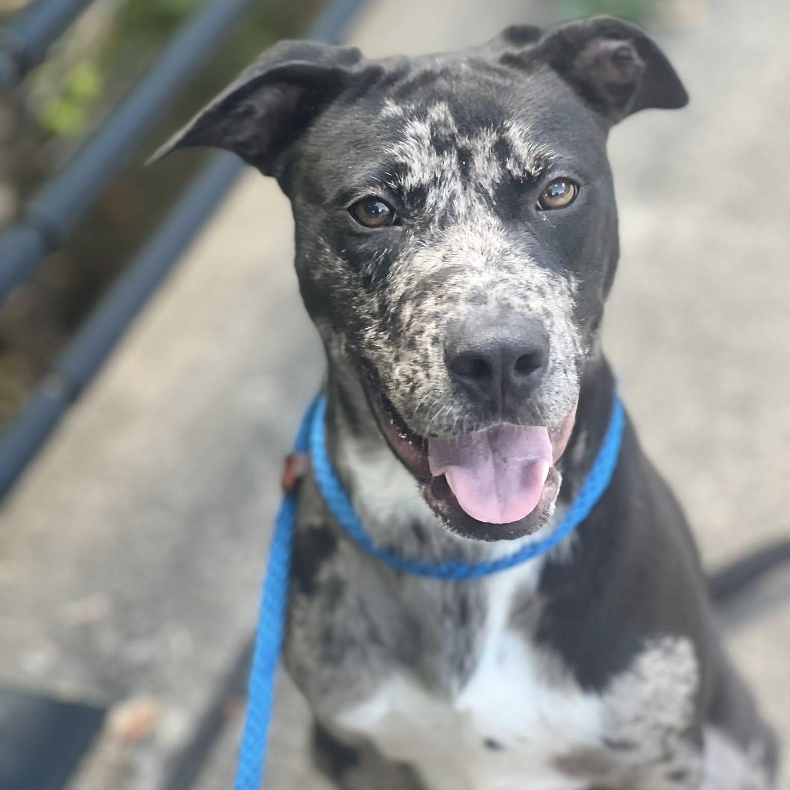 IRA, a Adoptable mixed breed in Weatherford, TX image 5/5