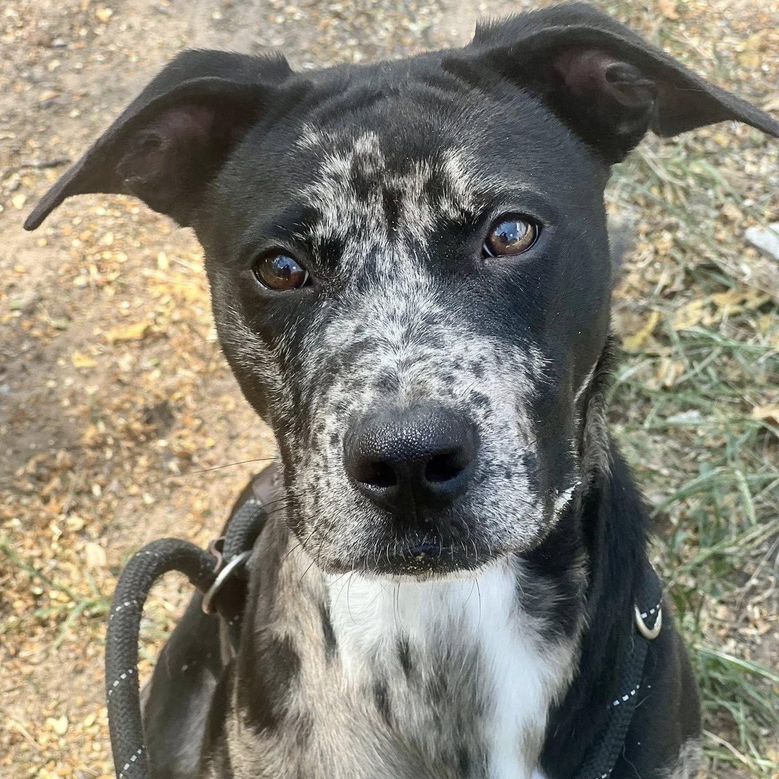 IRA, Adoptable, Young Male Catahoula Leopard Dog & Pit Bull Terrier.