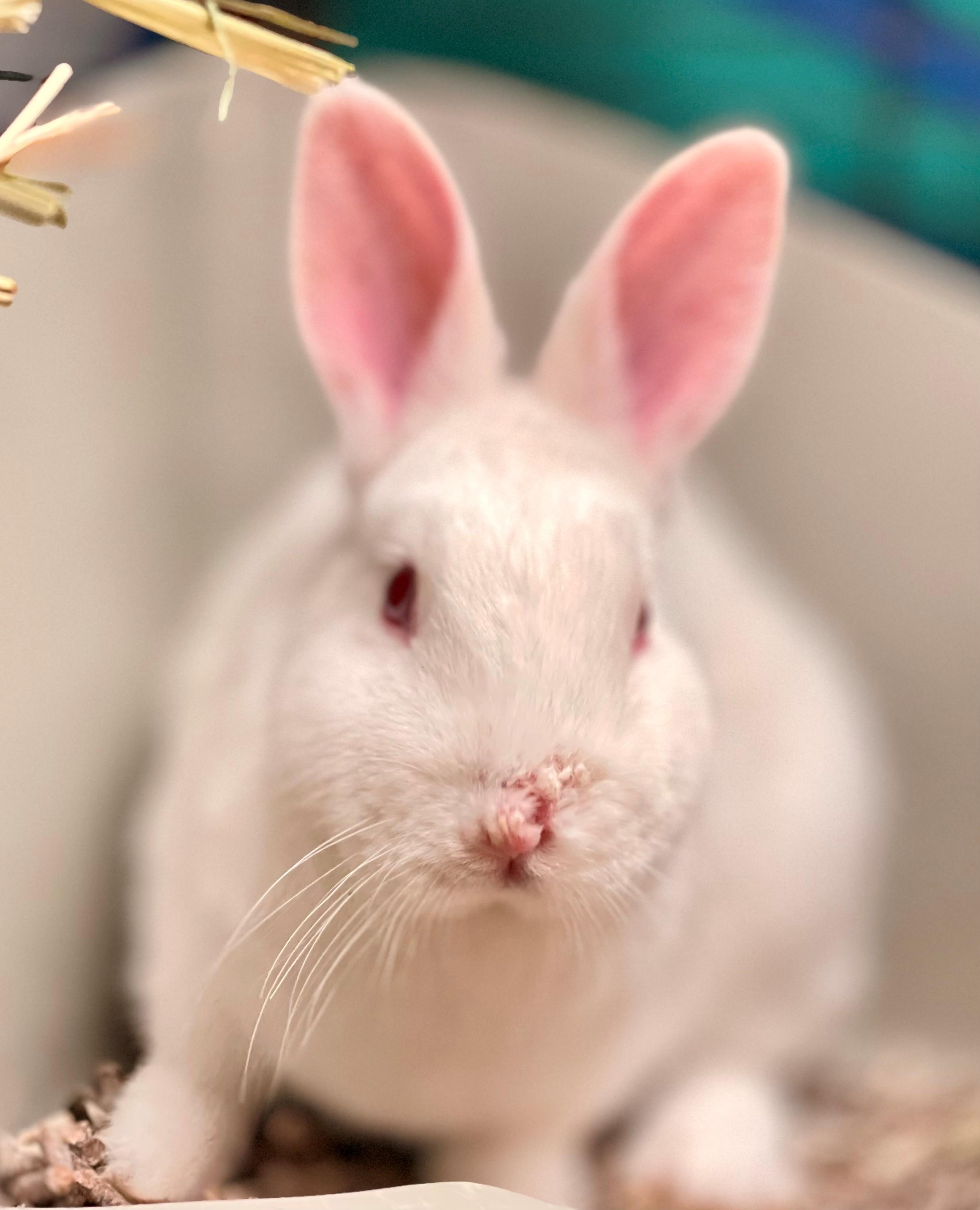 Bun Jovi, an adoptable mixed breed in Hamilton, ON image 4/4