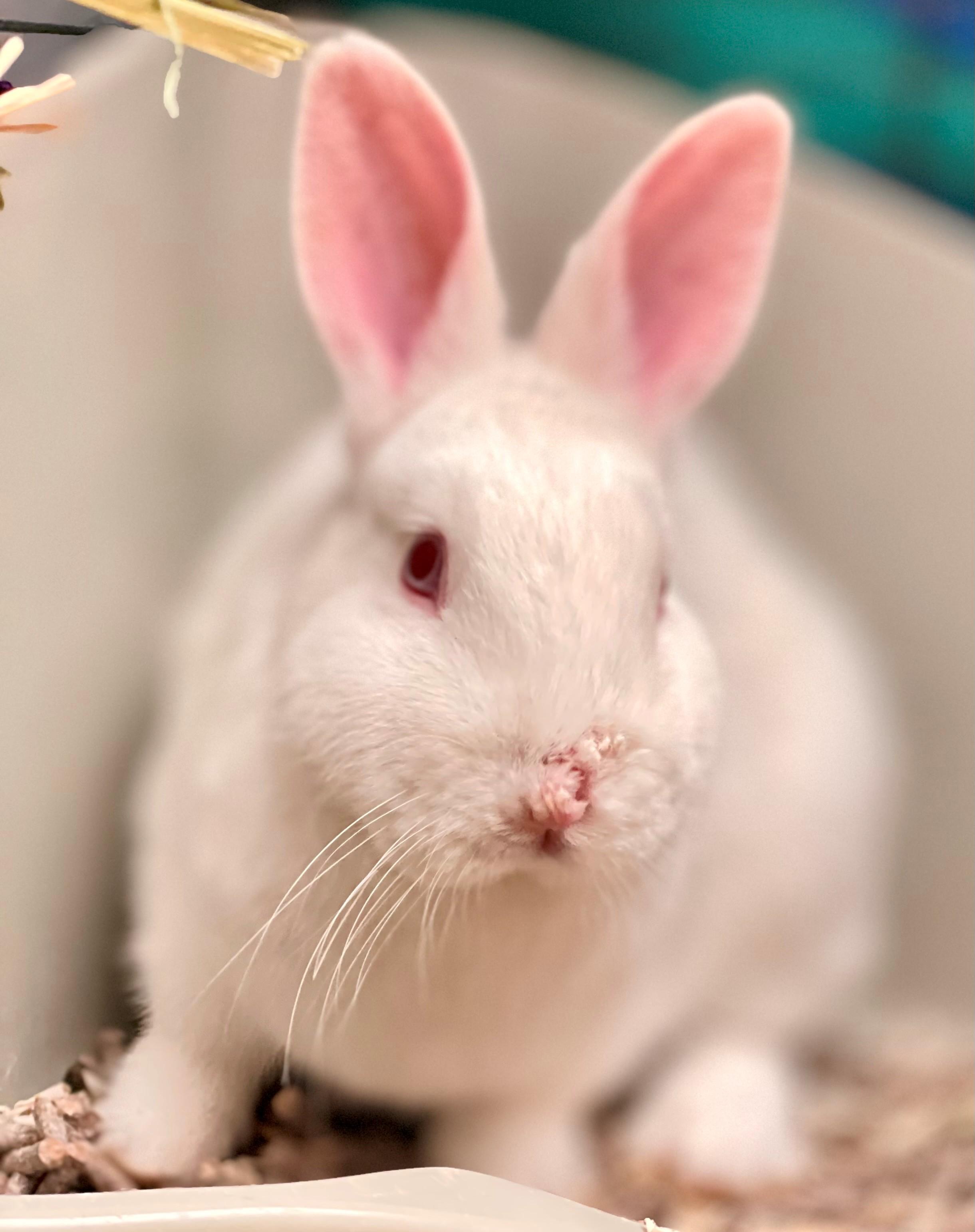 Bun Jovi, adoptable, Adult Male American.