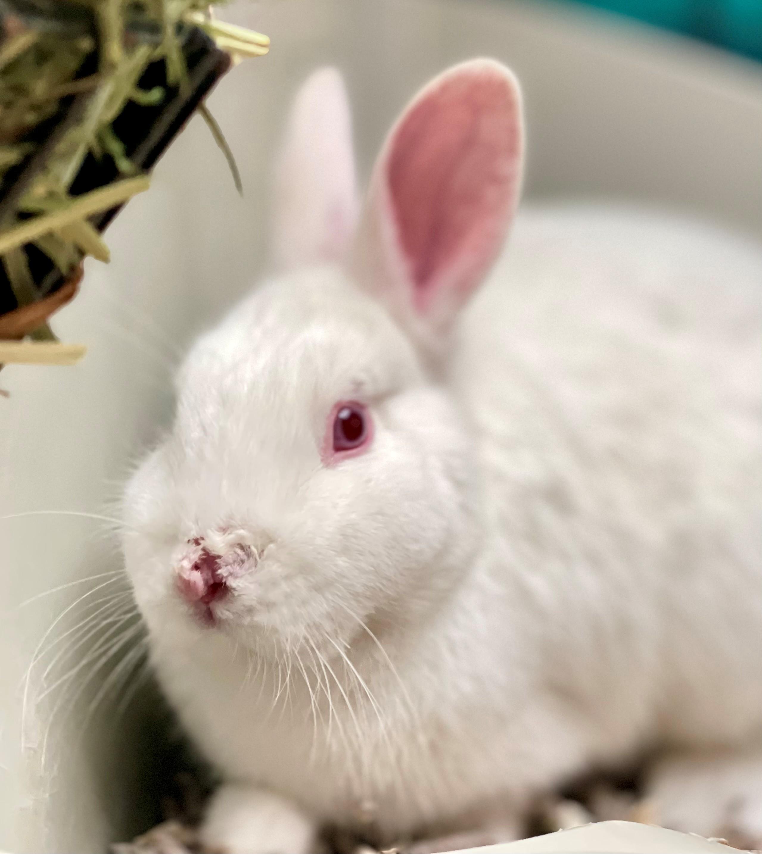 Bun Jovi, an adoptable mixed breed in Hamilton, ON image 3/4