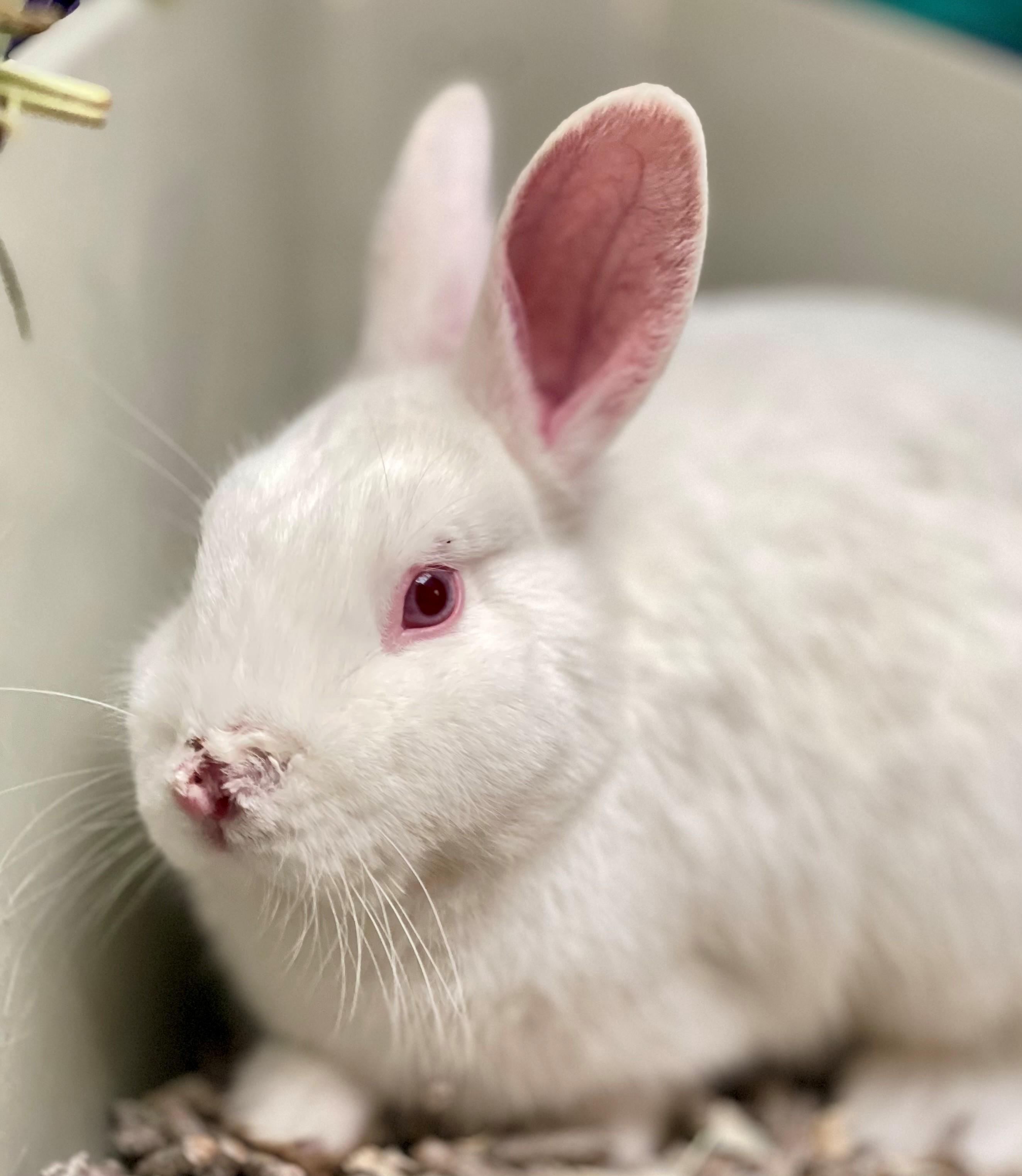 Bun Jovi, an adoptable mixed breed in Hamilton, ON image 2/4