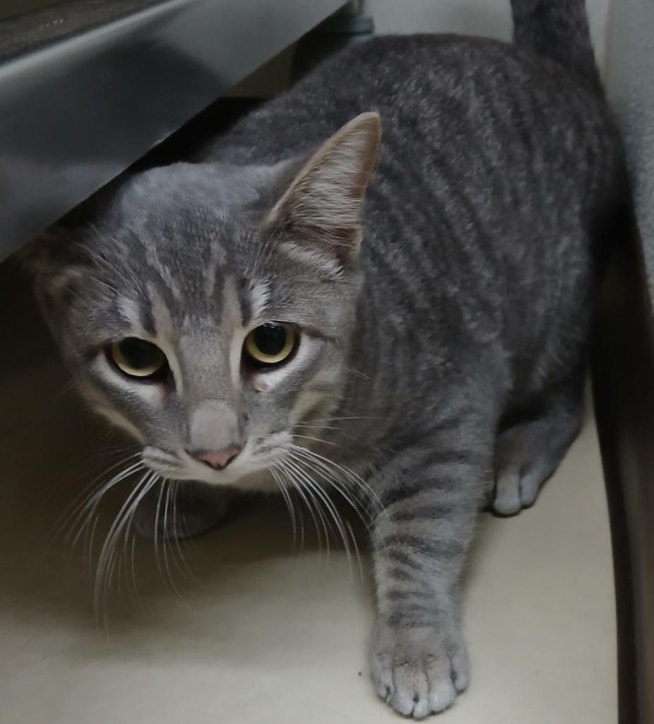 Paws, Adoptable, Kitten Female Domestic Short Hair.