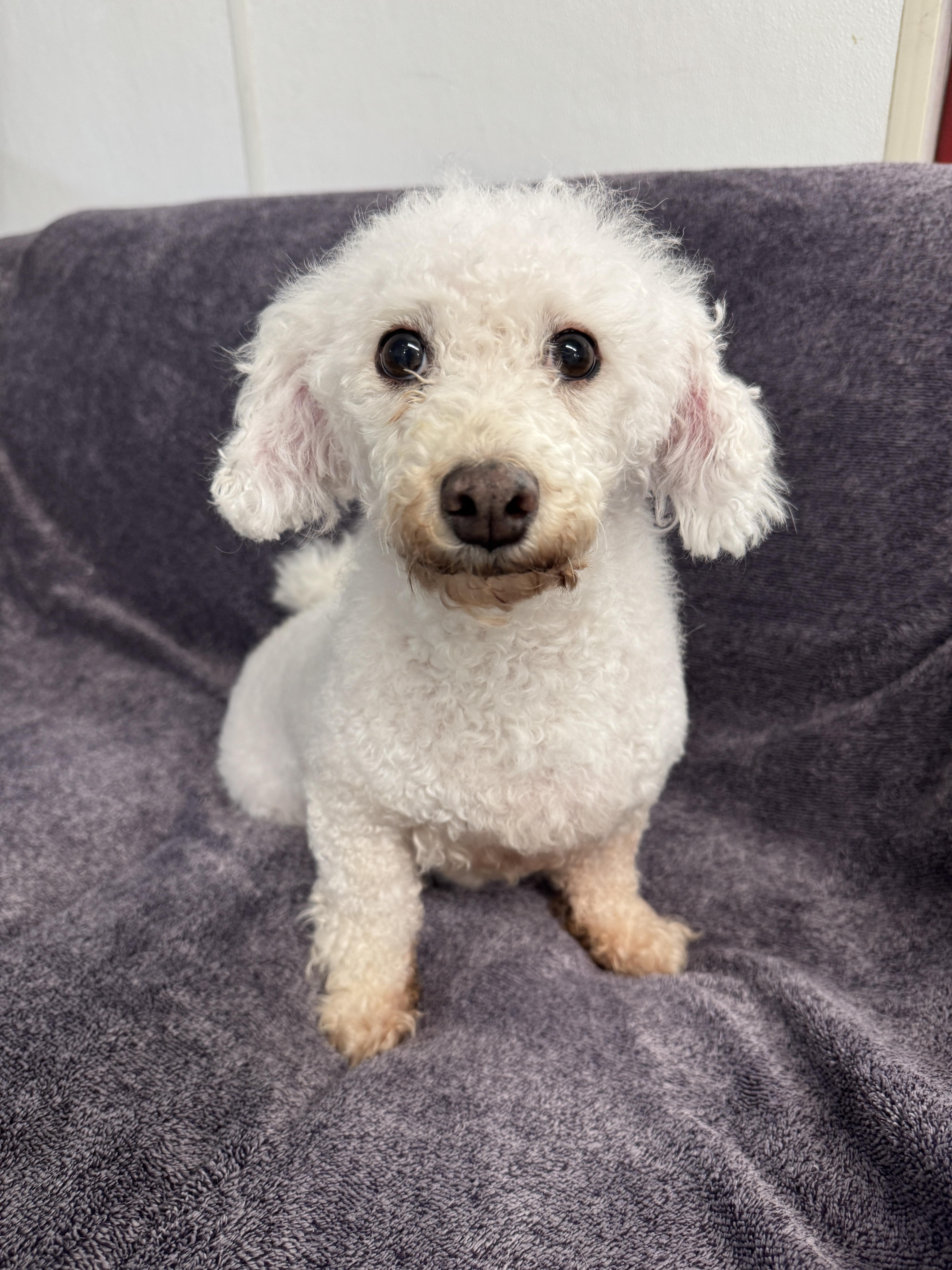 Enlarge Valerie, a Adoptable mixed breed in Auburn, NE image 5/5