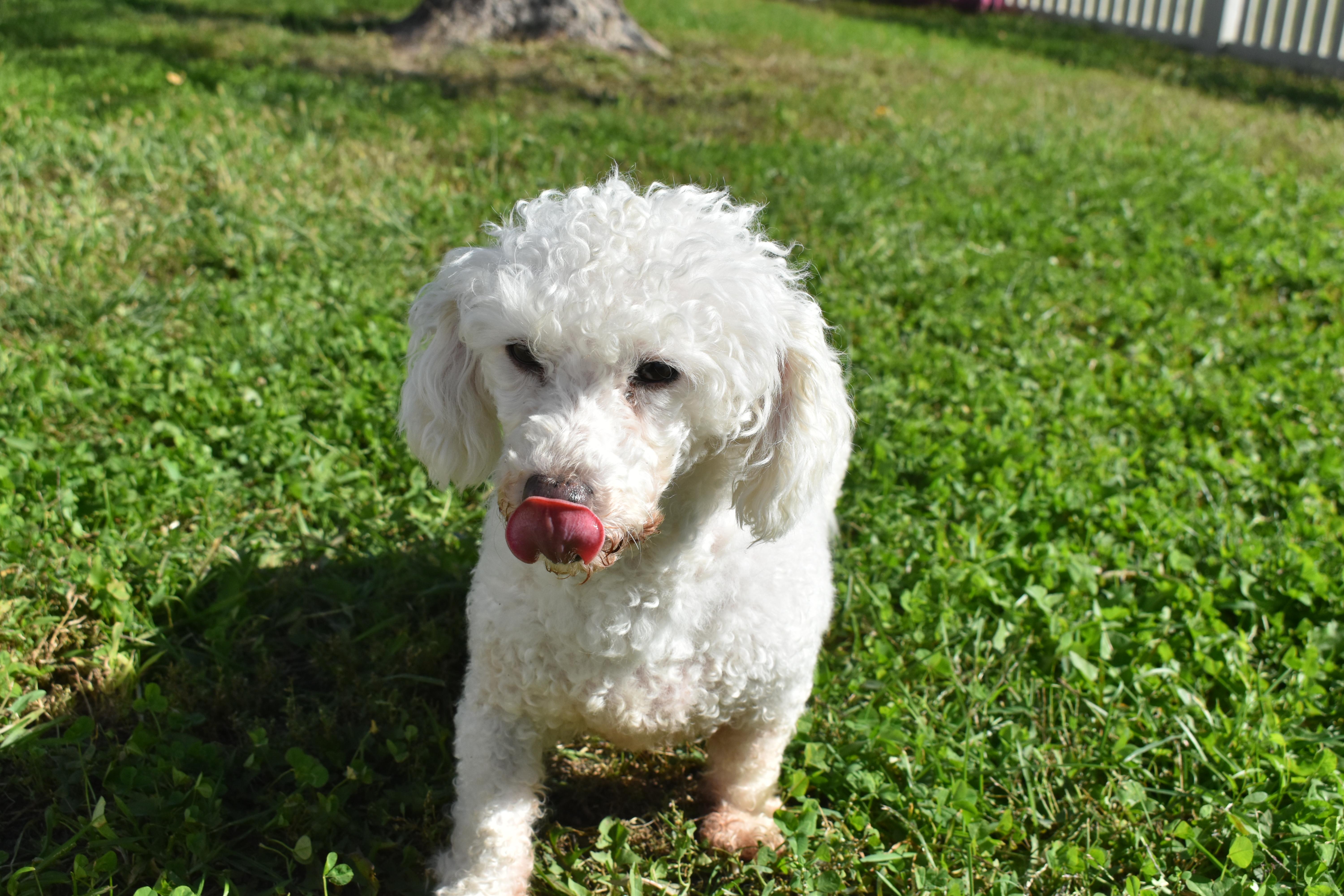 Enlarge Valerie, a Adoptable mixed breed in Auburn, NE image 2/5