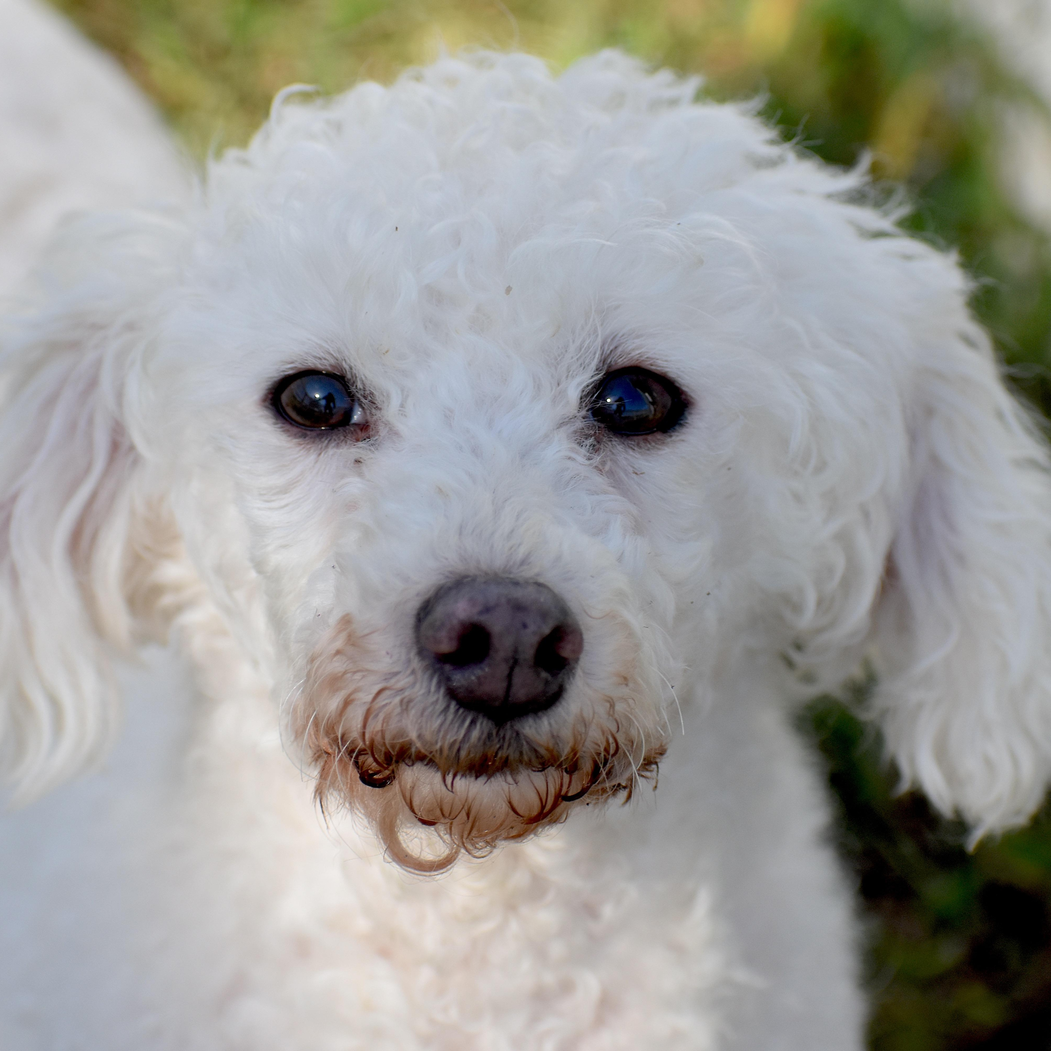Valerie, Adoptable, Adult Female Miniature Poodle.