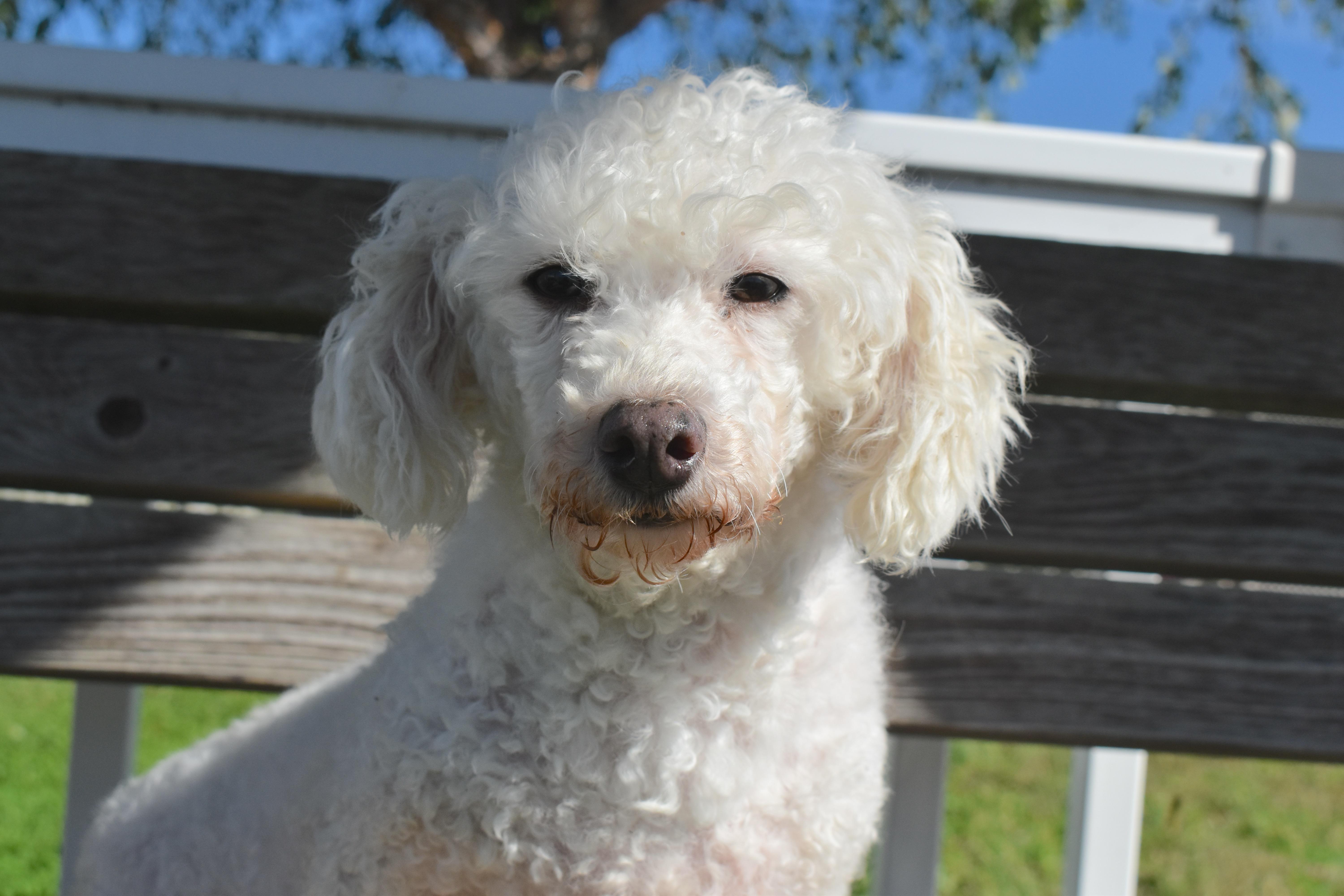Enlarge Valerie, a Adoptable mixed breed in Auburn, NE image 3/5