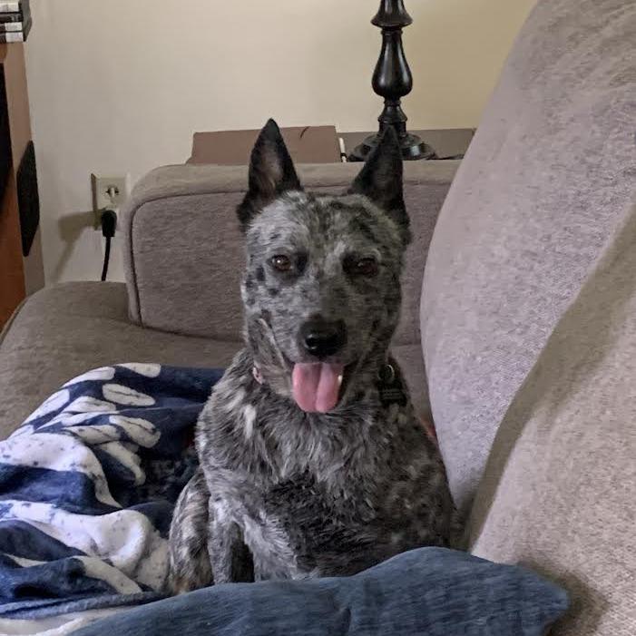 Skye Celine, Adoptable, Young Female Mixed Breed & Cattle Dog.
