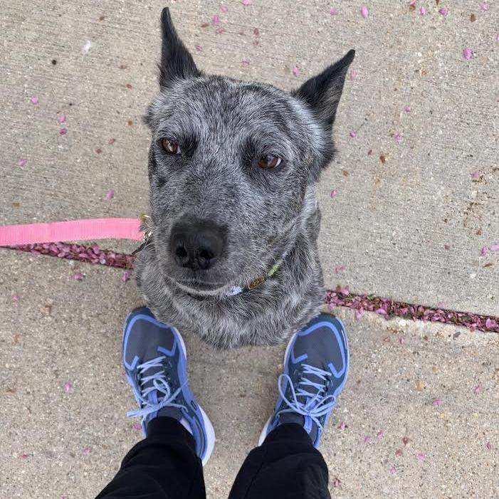 Skye Celine, a Adoptable mixed breed in Madison, WI image 3/4