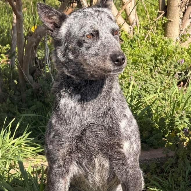Skye Celine, a Adoptable mixed breed in Madison, WI image 4/4