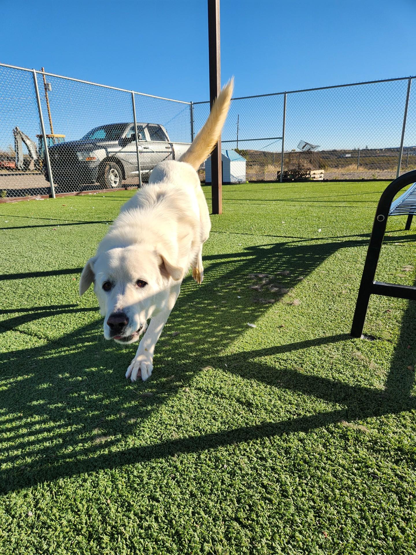 Enlarge Ghost, a Adoptable Great Pyrenees in Truth or Consequences , NM image 1/6