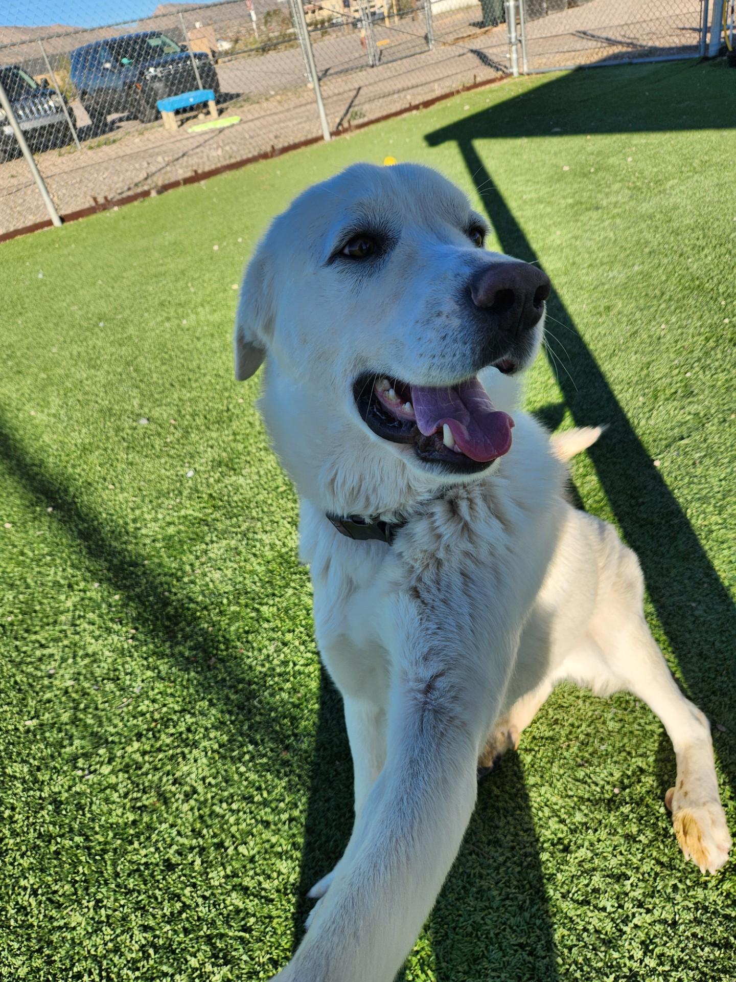 Enlarge Ghost, a Adoptable Great Pyrenees in Truth or Consequences , NM image 3/6