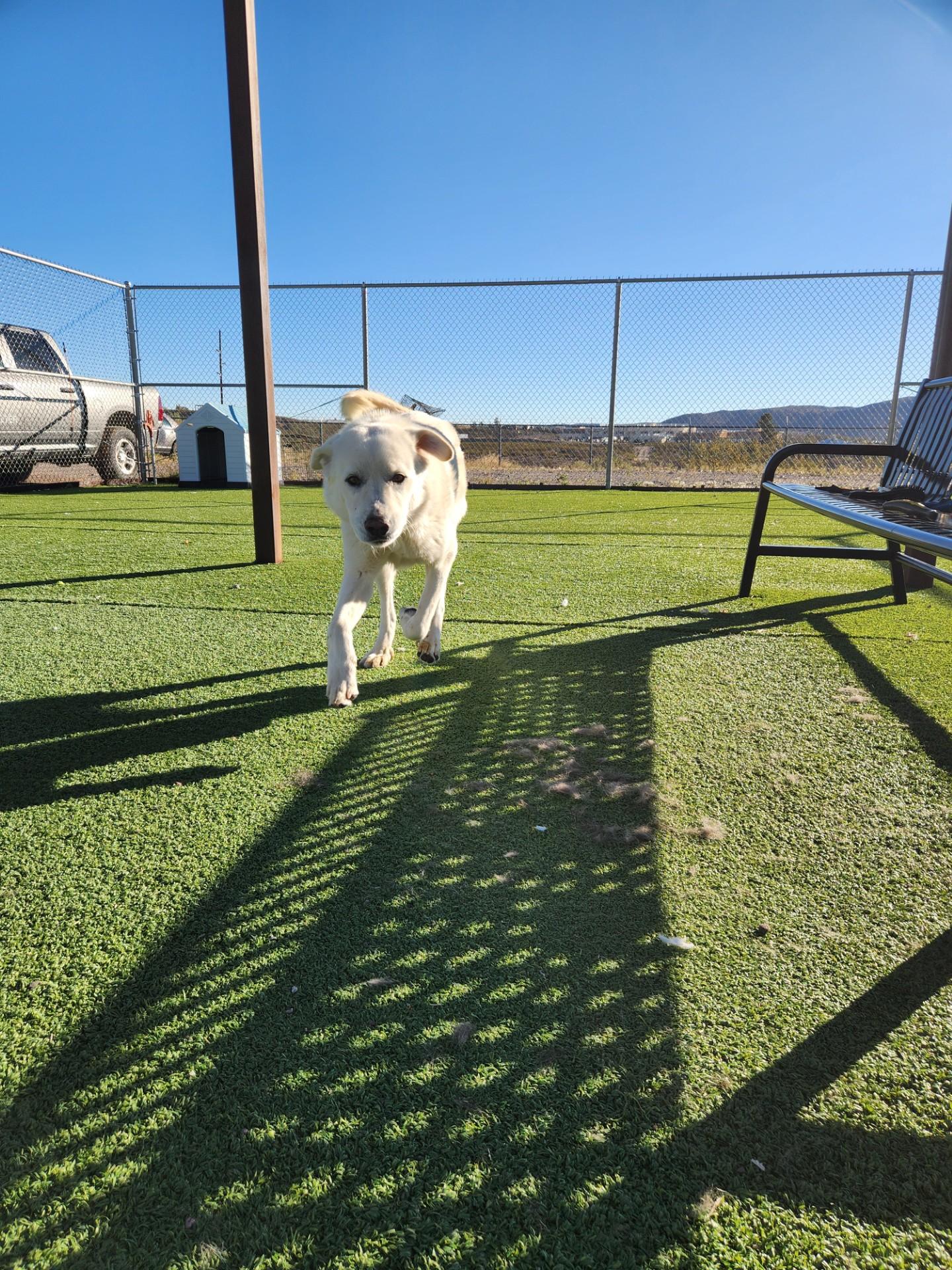 Enlarge Ghost, a Adoptable Great Pyrenees in Truth or Consequences , NM image 4/6